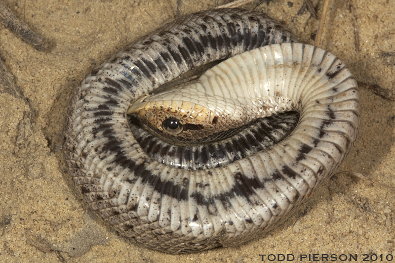 Image of Southern Hog-nosed Snake