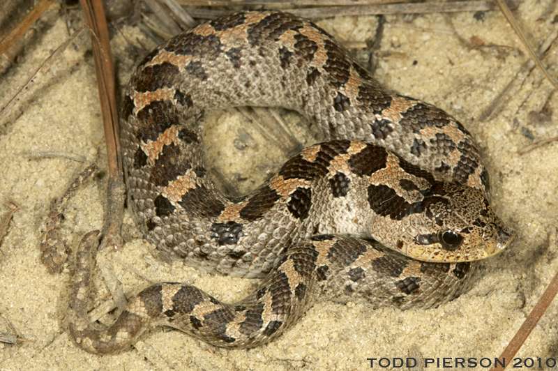 Image of Southern Hog-nosed Snake