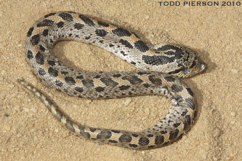 Image of Southern Hog-nosed Snake