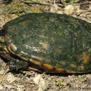 Image of Striped Mud Turtle