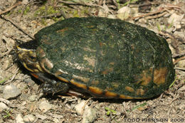 Image of Striped Mud Turtle