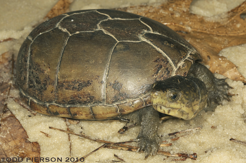 Image of Common Mud Turtle