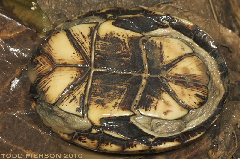 Image of Common Mud Turtle
