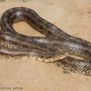 Image of Prairie Kingsnake