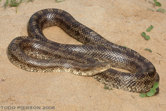 Image of Prairie Kingsnake