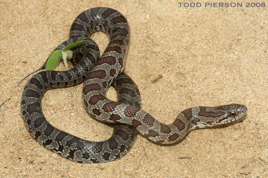 Image of Prairie Kingsnake