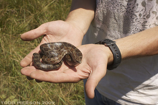 Image of Prairie Kingsnake