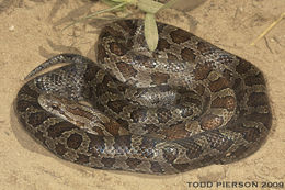 Image of Prairie Kingsnake