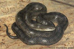 Image of Prairie Kingsnake