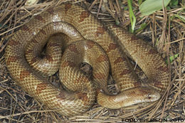 Image of Prairie Kingsnake