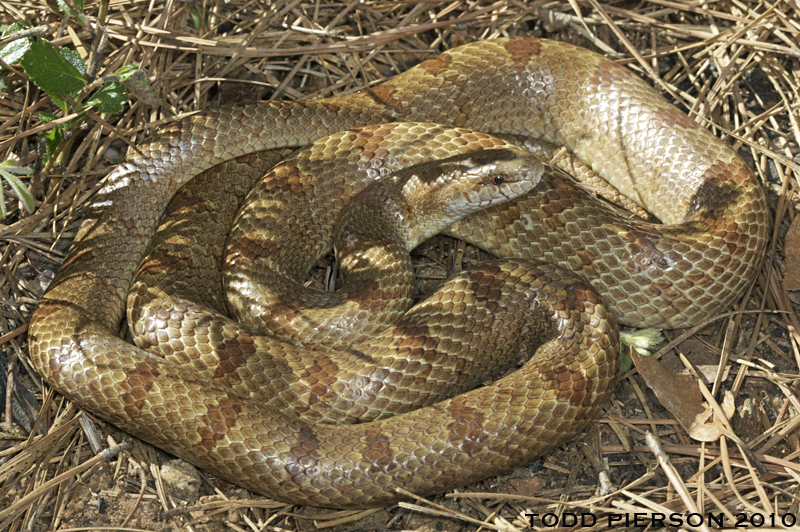 Image of Prairie Kingsnake