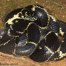 Слика од Lampropeltis getula (Linnaeus 1766)