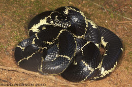 Слика од Lampropeltis getula (Linnaeus 1766)