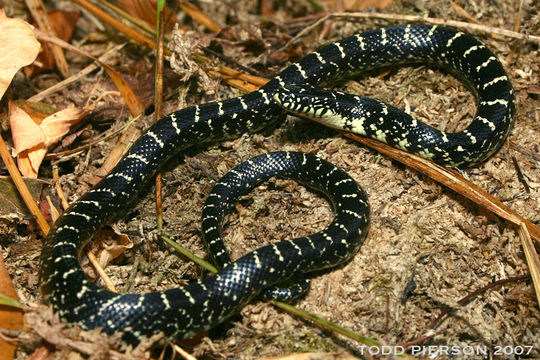 Image of Common Kingsnake