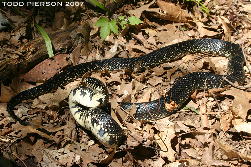 Image of Common Kingsnake