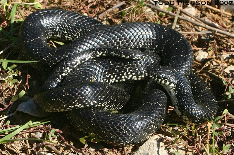 Image of Common Kingsnake