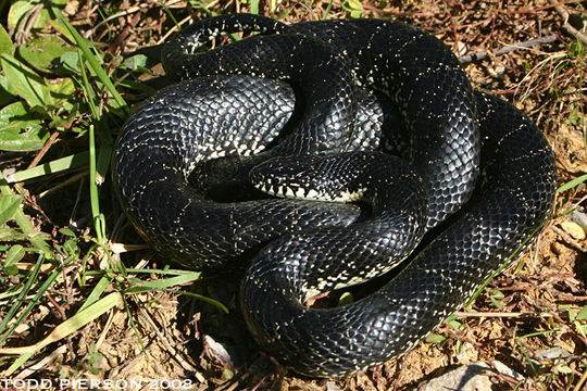 Image of Common Kingsnake