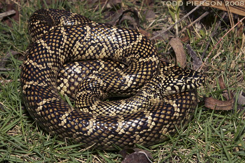 Image of Common Kingsnake