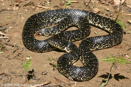 Image of Common Kingsnake