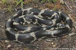 Image of Common Kingsnake