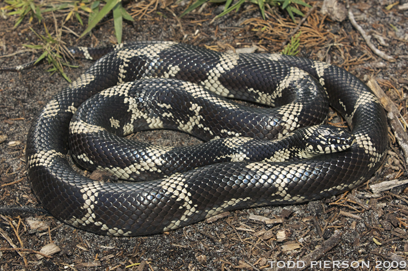 Image of Common Kingsnake