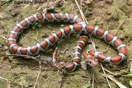 Image of milk snake