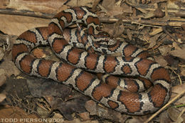 Image of milk snake