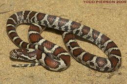 Image of milk snake