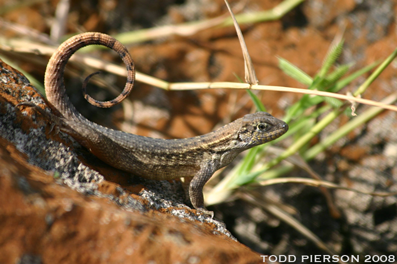 Curly-tailed lizard - Encyclopedia of Life