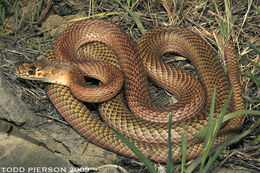 Imagem de <i>Masticophis flagellum ruddocki</i>