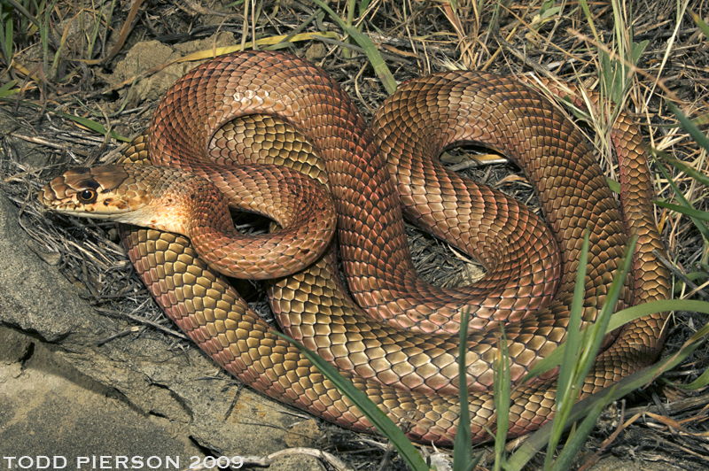 <i>Masticophis flagellum ruddocki</i> resmi