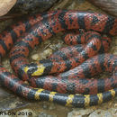 Image of Speckled coral snake