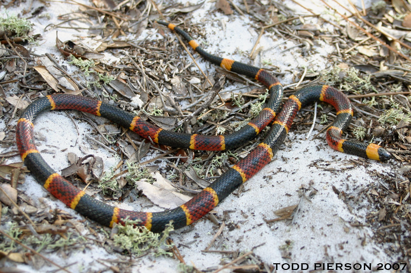 Image of Eastern Coral Snake