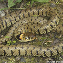 Image of Grass Snake