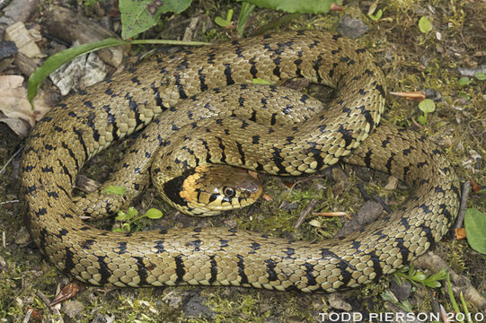 Image of Grass Snake