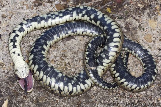 Plancia ëd Natrix natrix (Linnaeus 1758)