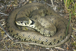 Plancia ëd Natrix natrix (Linnaeus 1758)