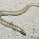 Image of Florida Sand Skink