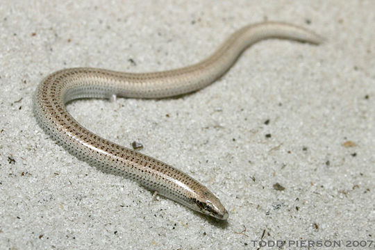 Image of Florida Sand Skink