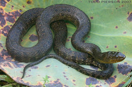 Image of Mississippi Green Water Snake