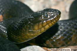 Image of Mississippi Green Water Snake