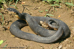 Image of Plain-bellied Watersnake