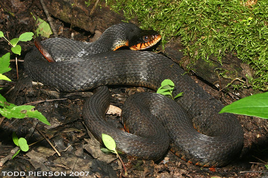 Sivun Nerodia erythrogaster (Forster ex Bossu 1771) kuva