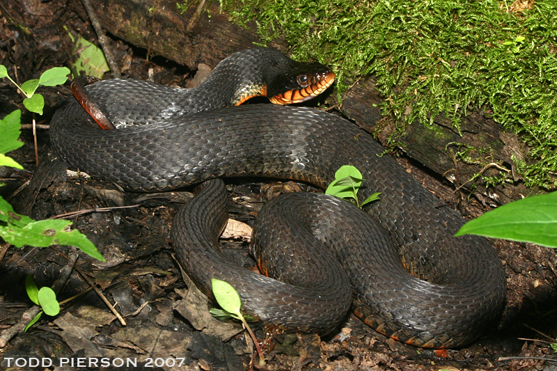 Imagem de Nerodia erythrogaster (Forster ex Bossu 1771)