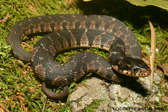 Image of Plain-bellied Watersnake