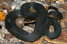 Image of Plain-bellied Watersnake