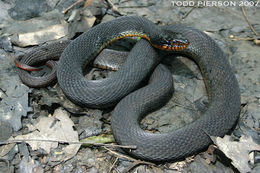 Image of Plain-bellied Watersnake