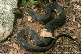 Plancia ëd Nerodia fasciata confluens (Blanchard 1923)