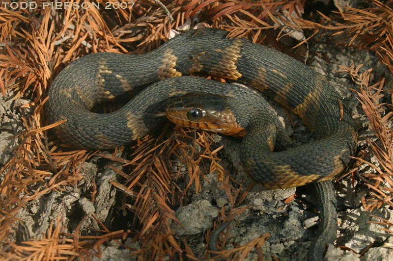 Image of Banded Water Snake