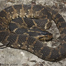 Image of Southern Water Snake